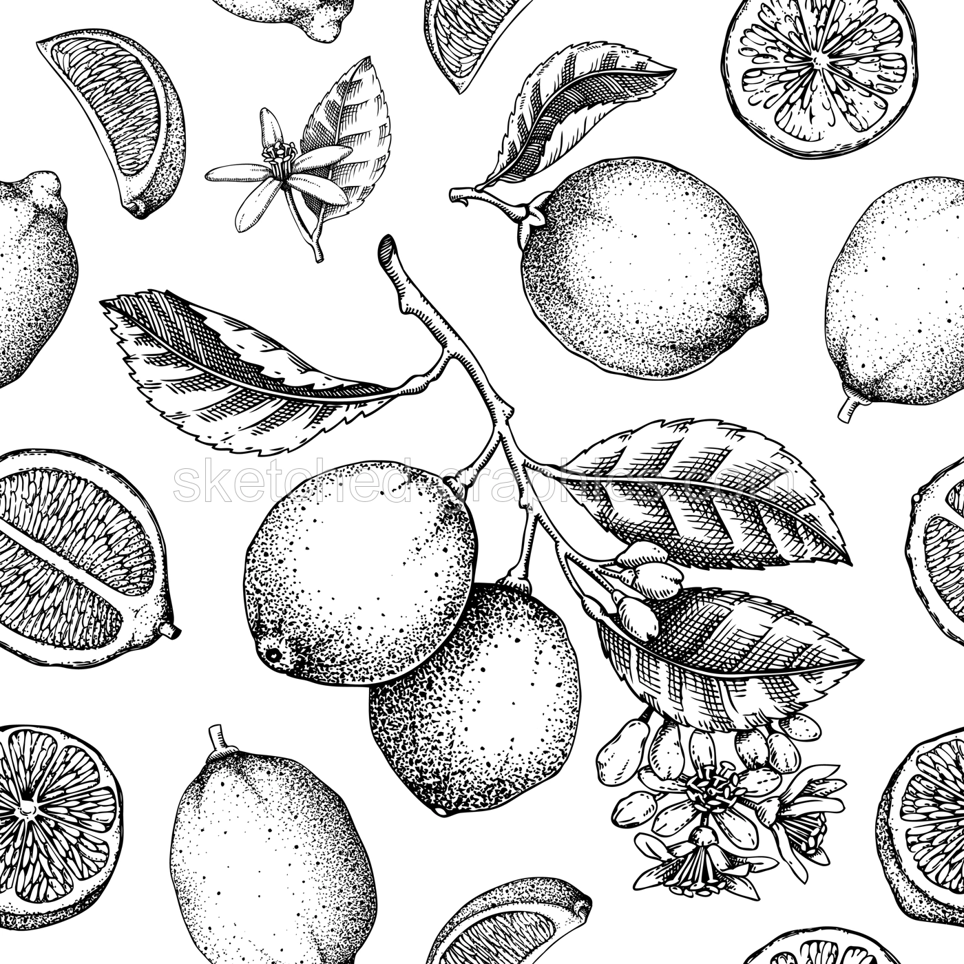 Citrus fruit seamless pattern. Lime fruit, flowers, leaves classic style sketches. Botanical background. Exotic plants texture. Hand drawn vector illustration. NOT AI generated Illustration